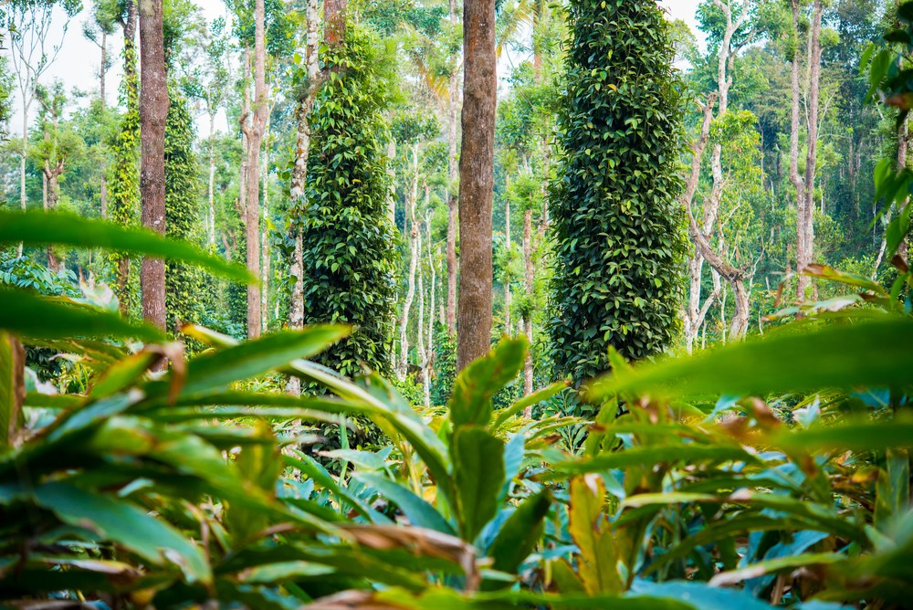 A Walk Through The Lush Green Farms of Wayanad