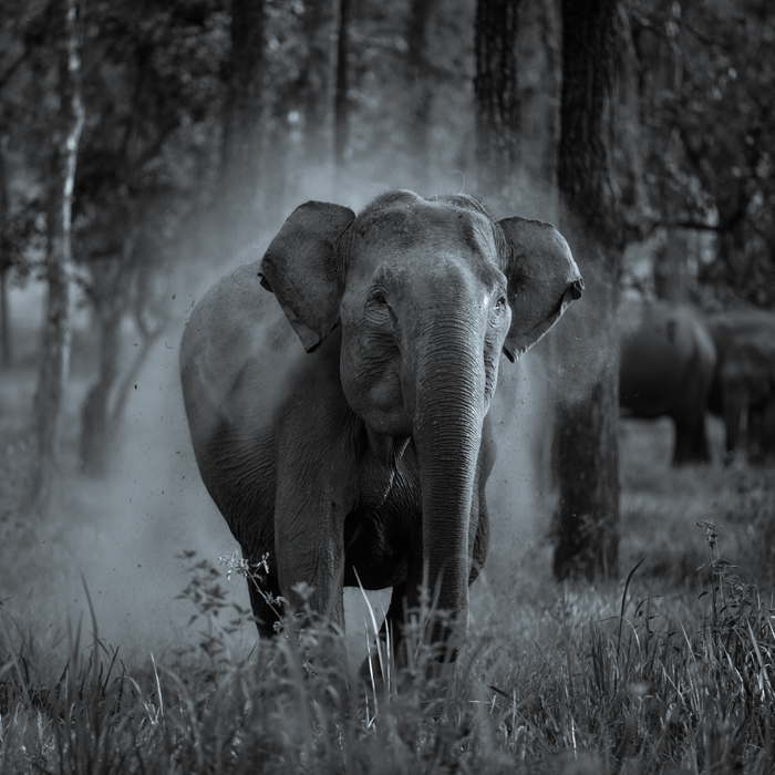Muthanga Wildlife Sanctuary