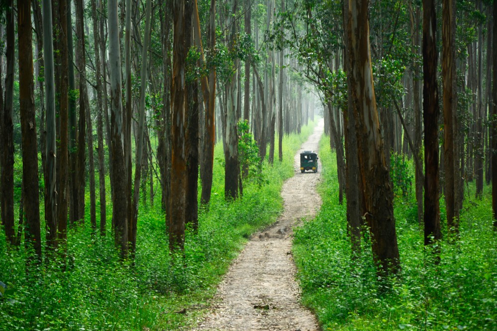 Jungle Safari Through Muthanga Wildlife Sanctuary in Wayanad