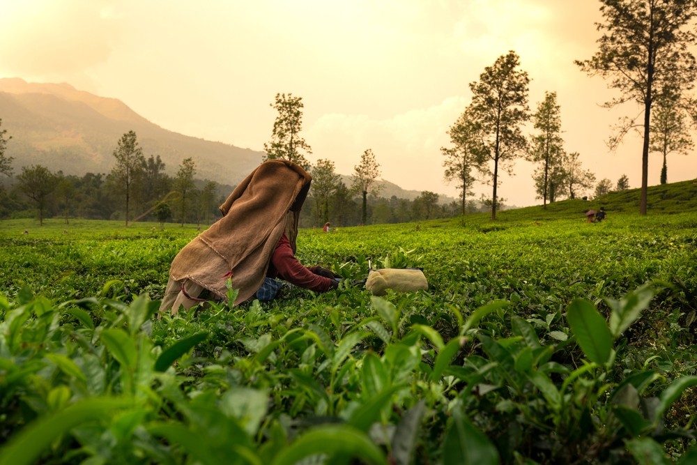 Best Places to Visit in Wayanad During Monsoon Season