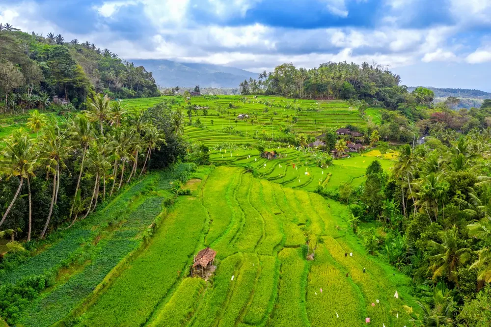 A Journey Through Lush Plantations in Wayanad