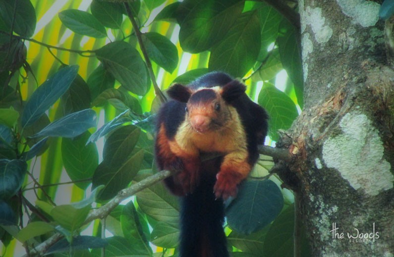 Top Attractions in The Woods Resorts Wayanad