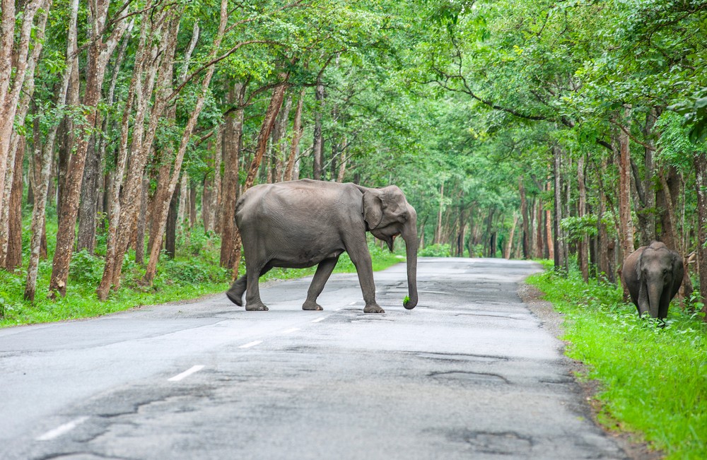 Spotting Wildlife in Wayanad